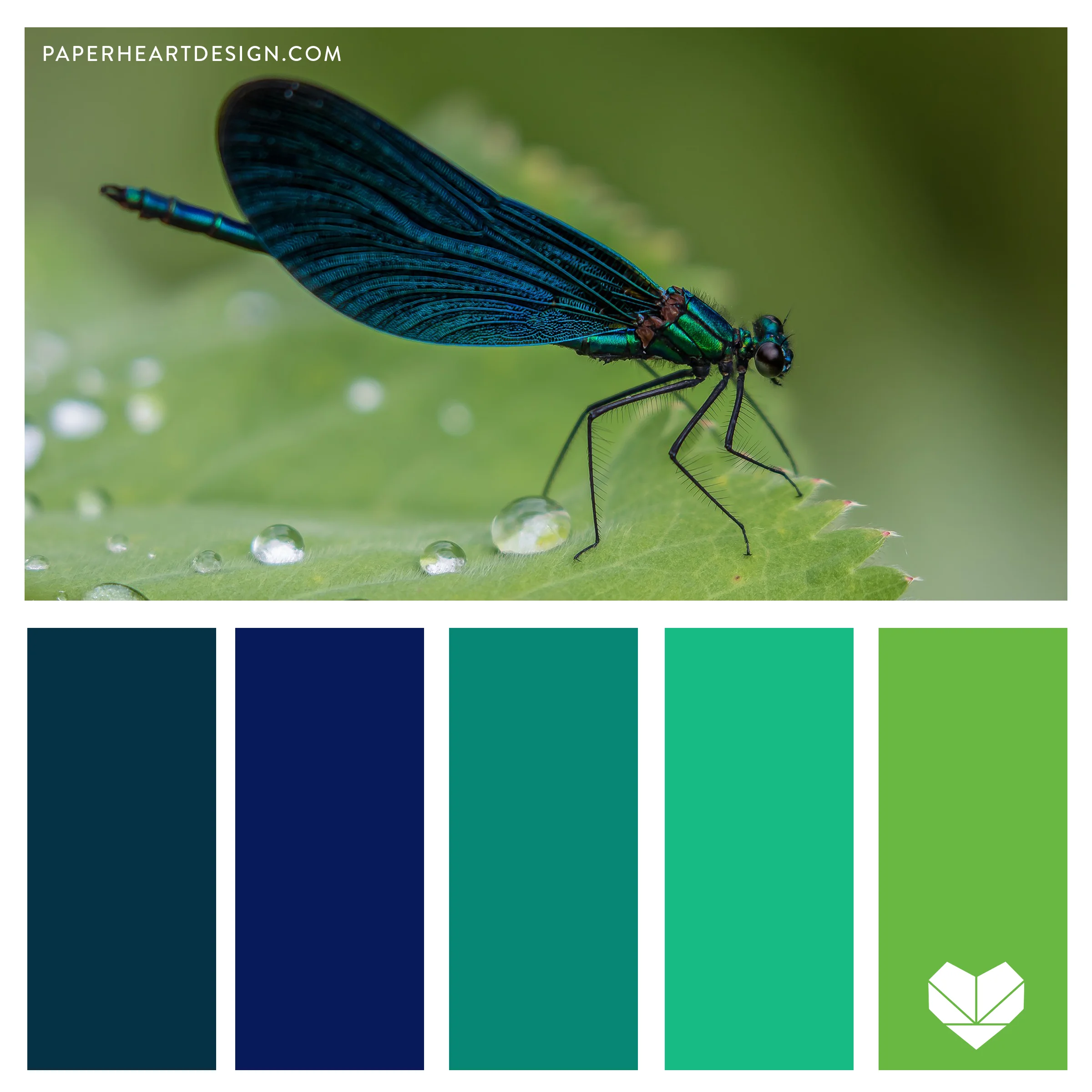 Dragonfly.jpg