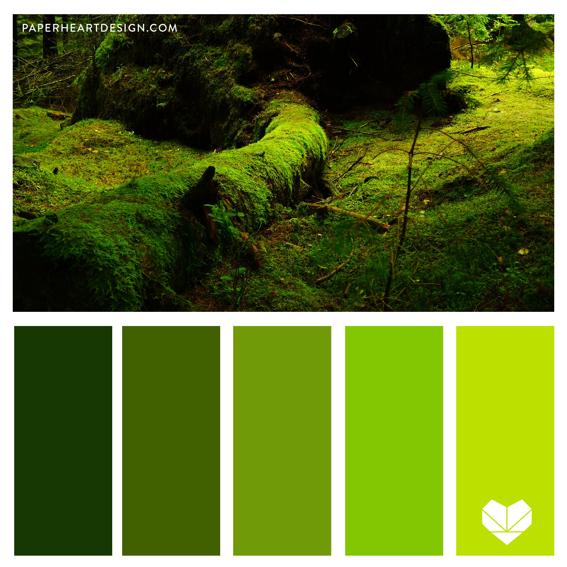 Forest-Moss-Tree SQ.jpg