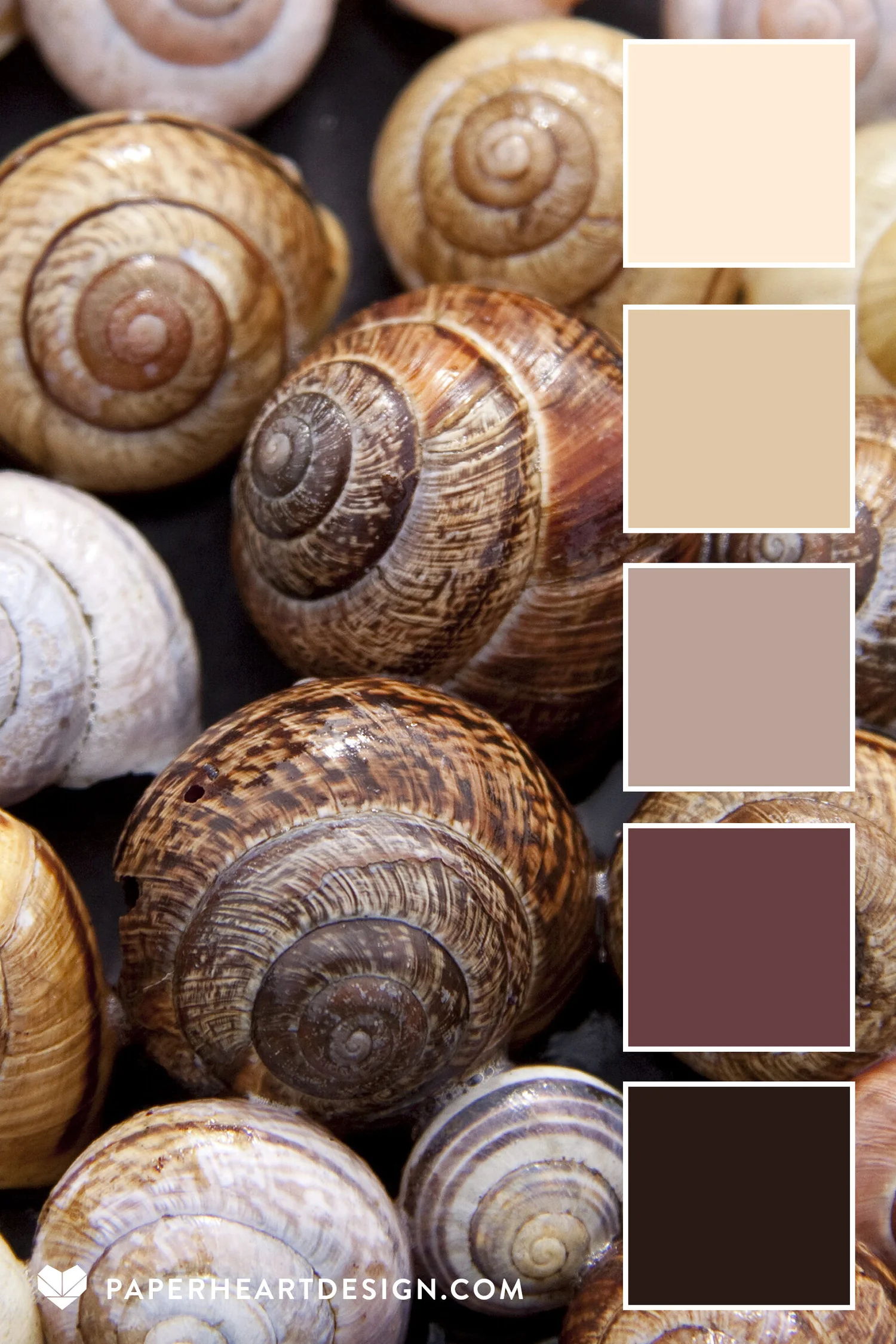 Color Palette: She Sells Sea Shells — Paper Heart Design Co.