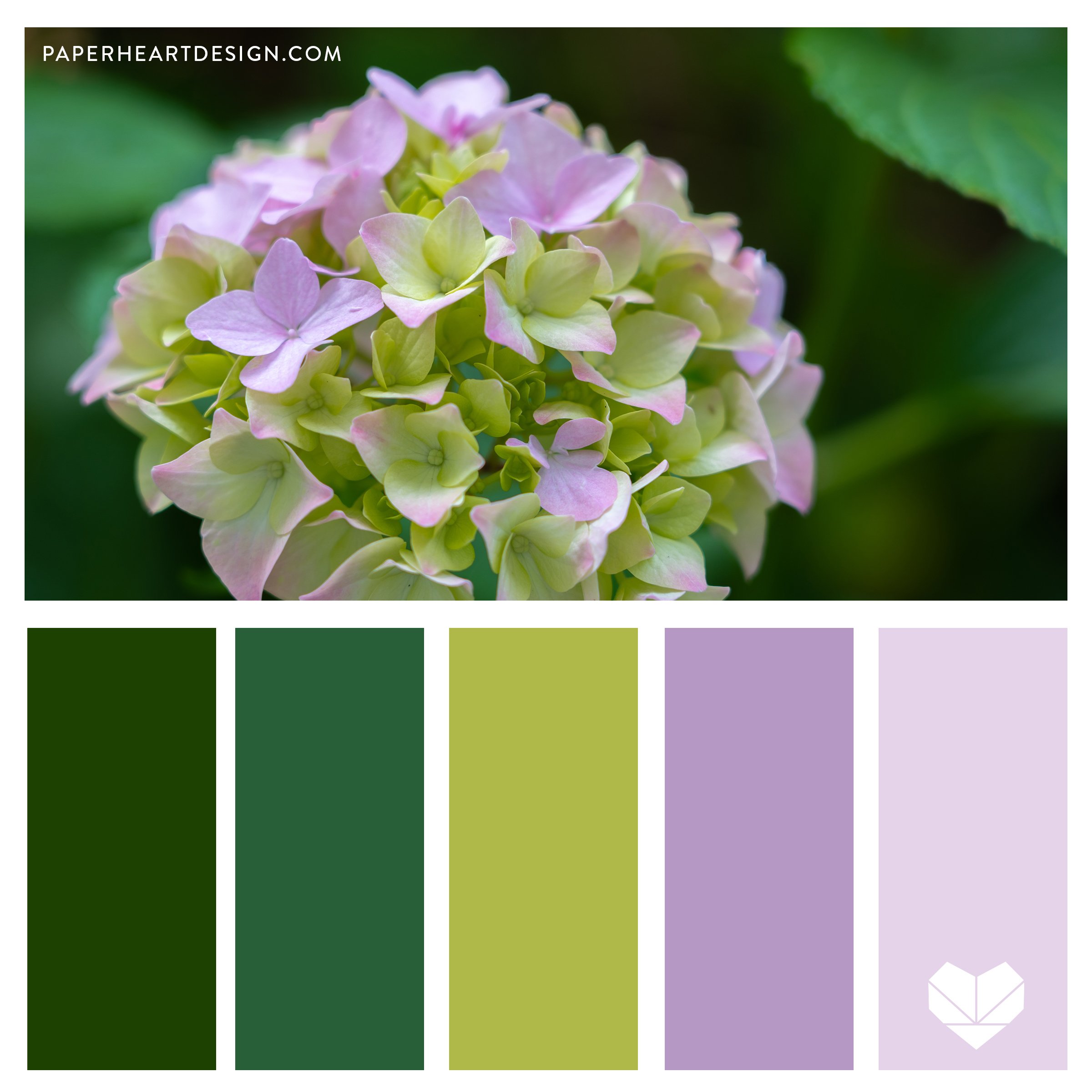Green-Purple-Hydranga-SQ.jpg