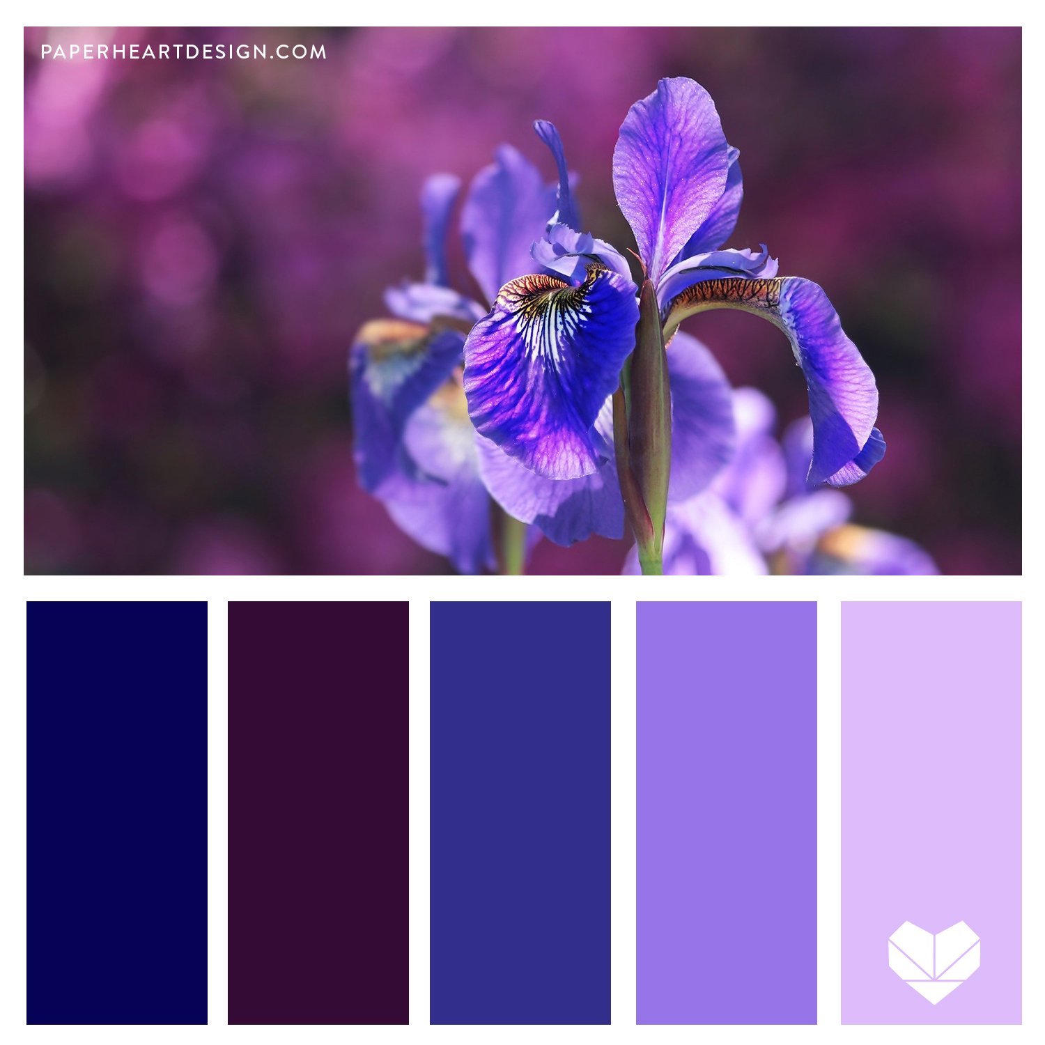 Iris Purple Blue.jpg