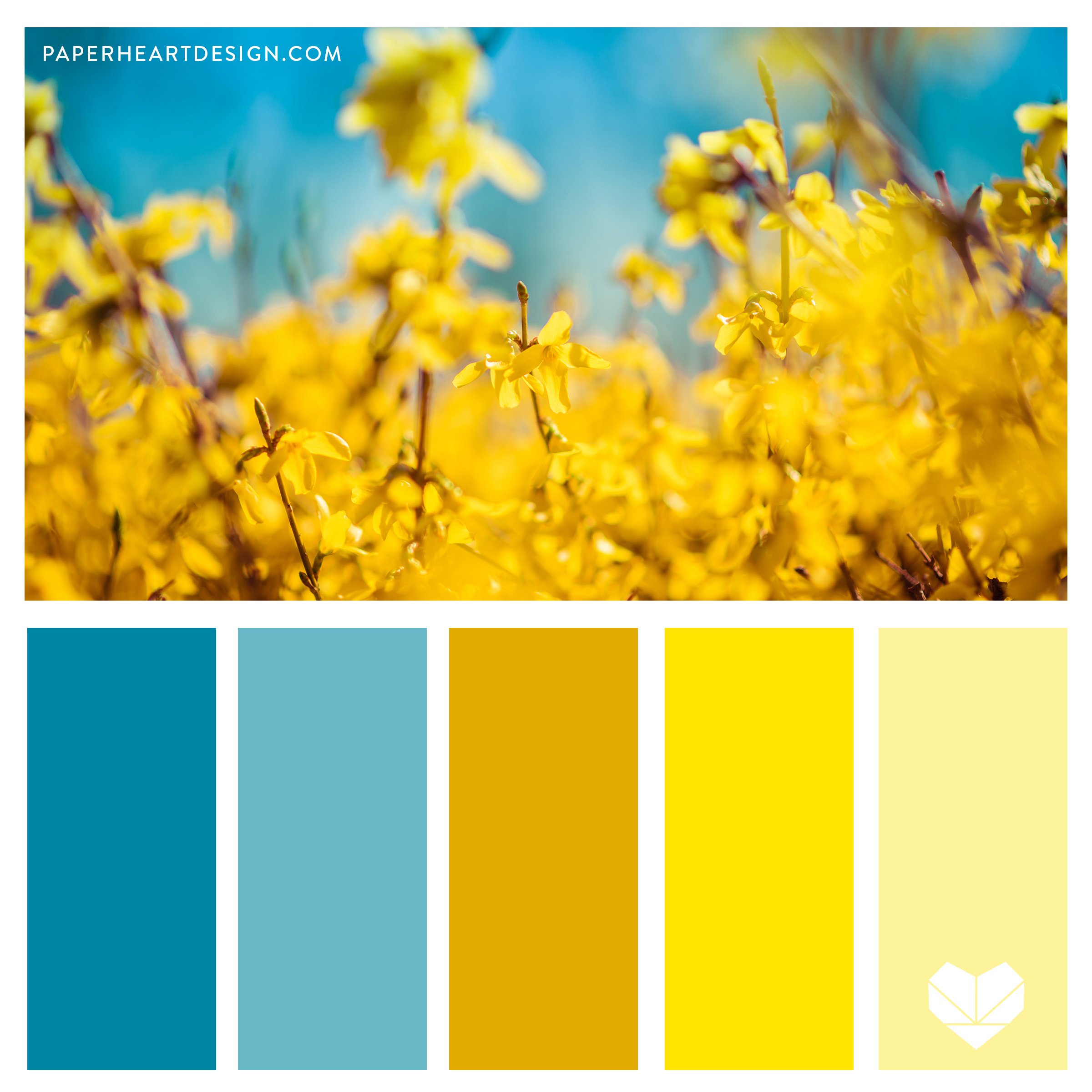 Yellow-Wildflowers-SQ.jpg