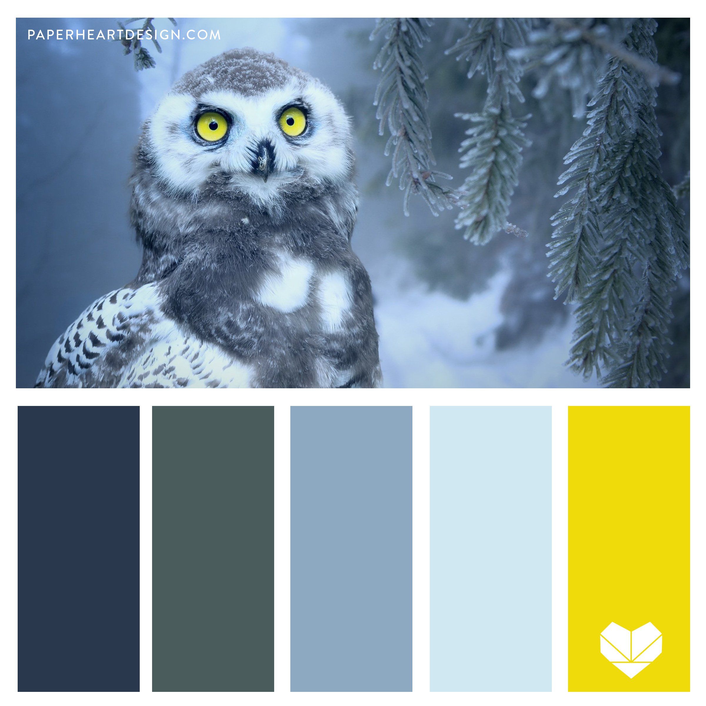 Snowy-Owl-SQ.jpg