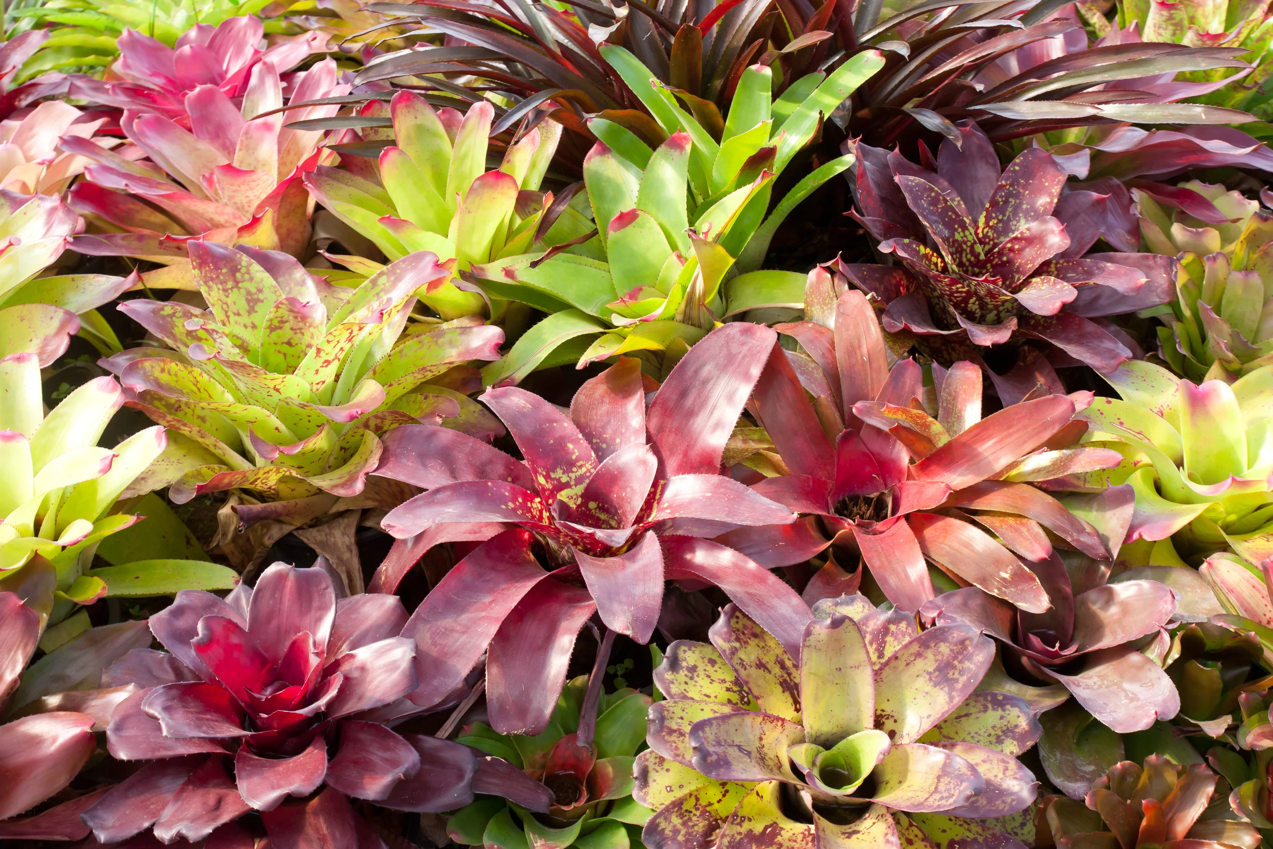 Bromeliad Neoregelia spp.jpg
