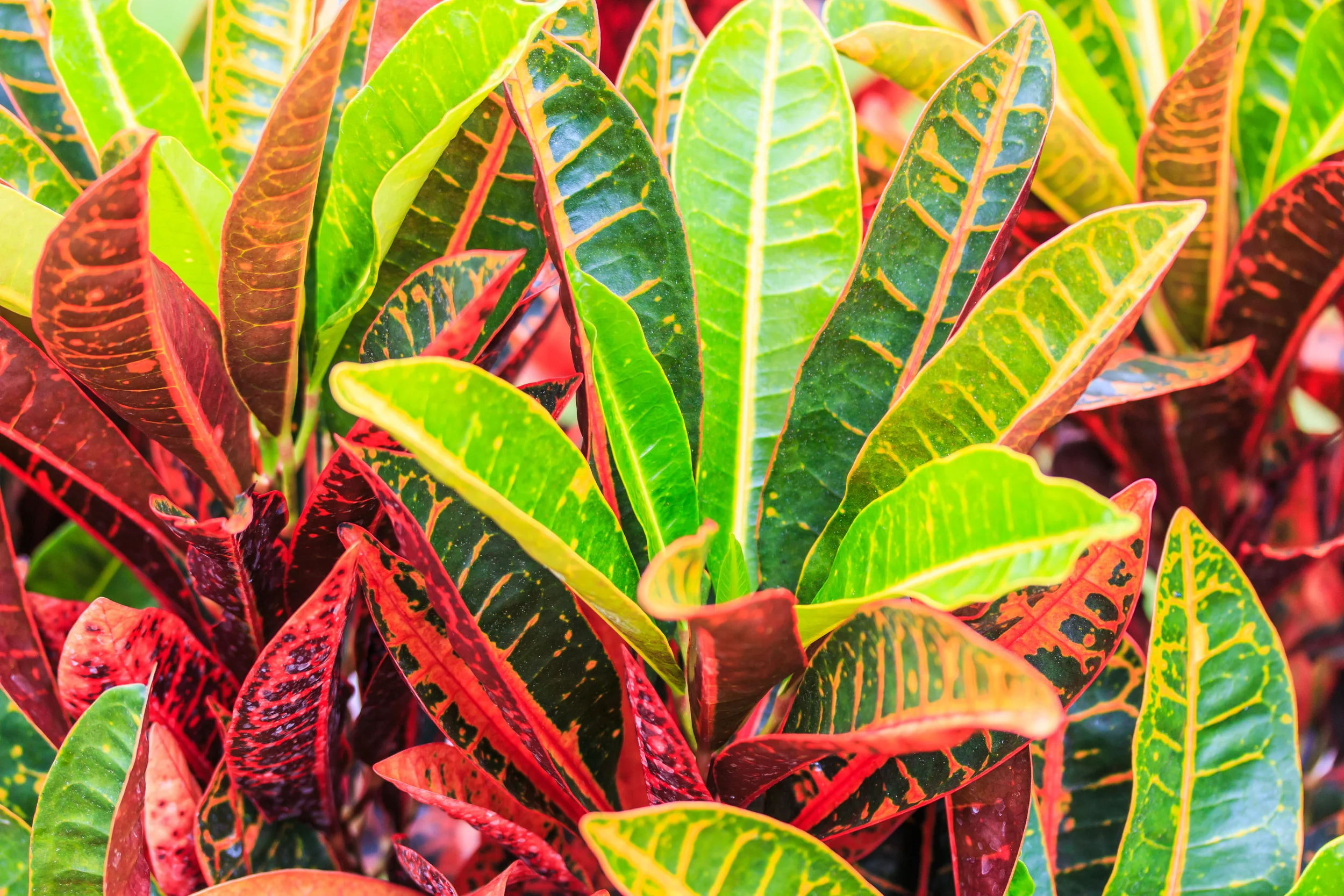 Croton Codiaem spp.jpg