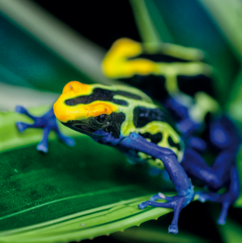 Poison Dart Frogs