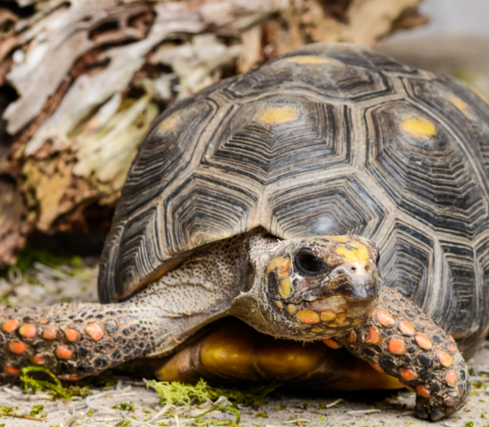 Red Footed Tortoises