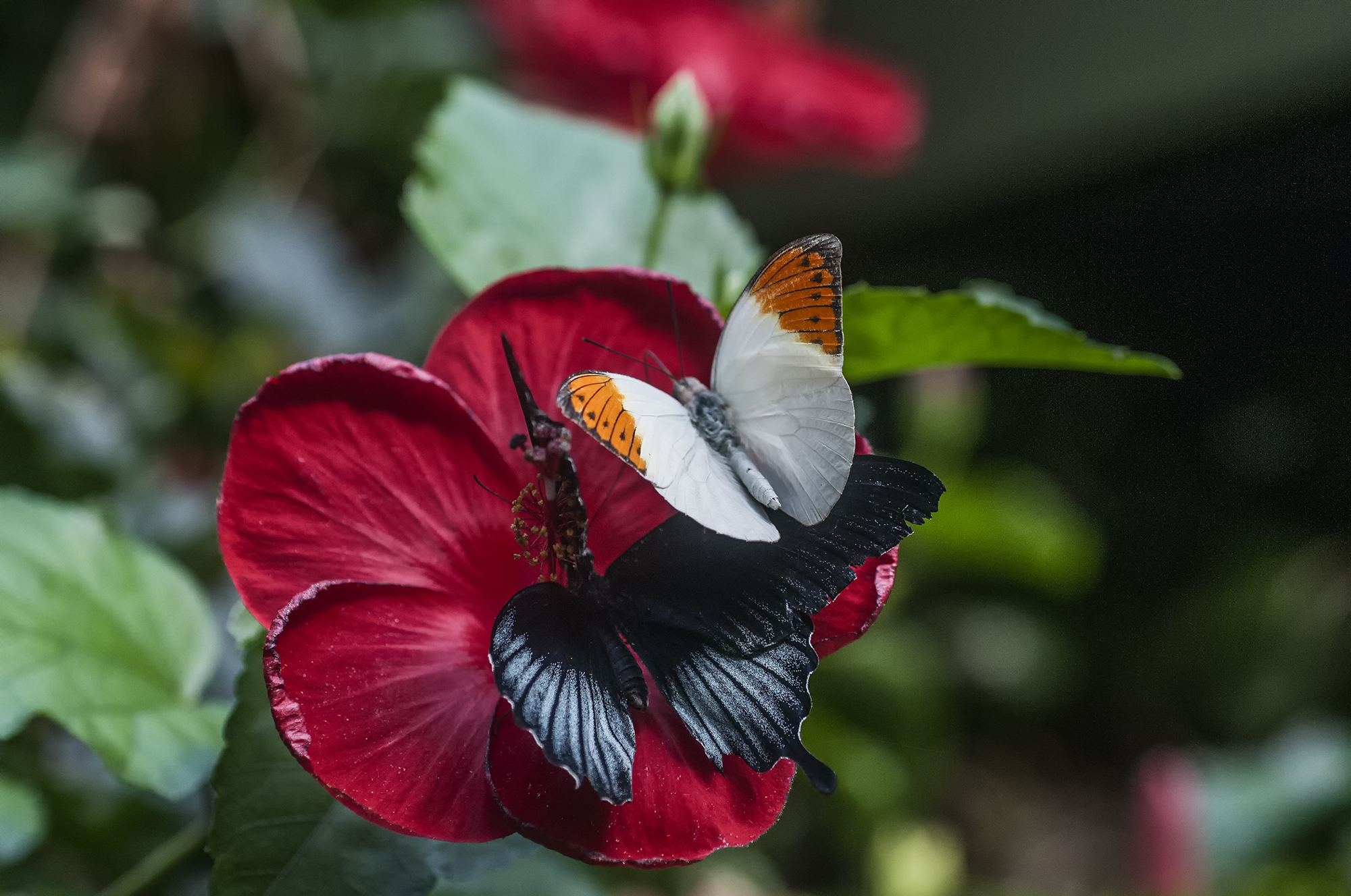 Plan Your visit — Victoria Butterfly Gardens
