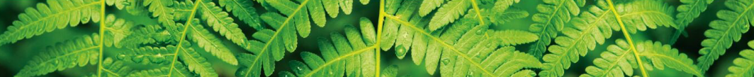 plantbanner.png