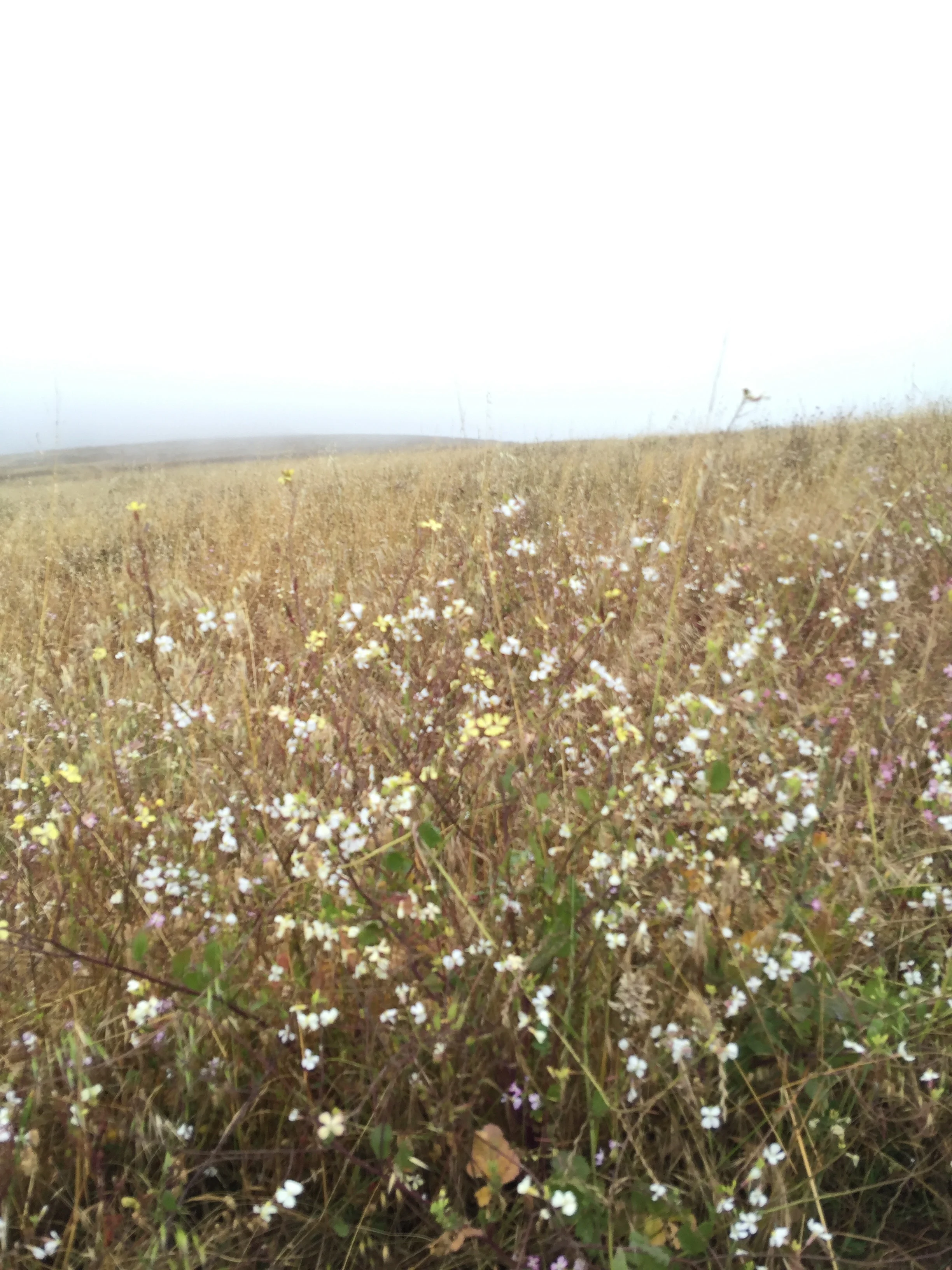 Like the poppies in Wizard of Oz , they went on forever.