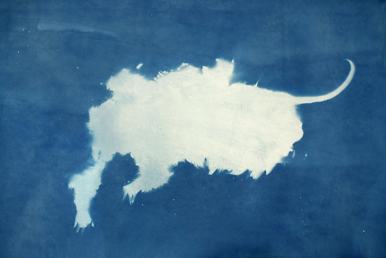 Headless Opossum I , 2012 Cyanotype, 26 x 19in Roadkill Cyanotypes, Amanda Arcuri