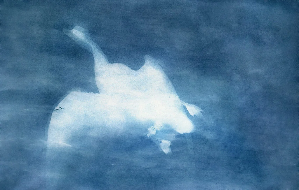 Canadian Goose , 2012 Cyanotype, 66 x 42in Roadkill Cyanotypes, Amanda Arcuri