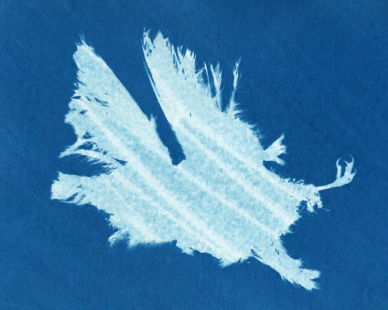 Unidentified Bird , 2013 Cyanotype, 10 x 8in Roadkill Cyanotypes, Amanda Arcuri