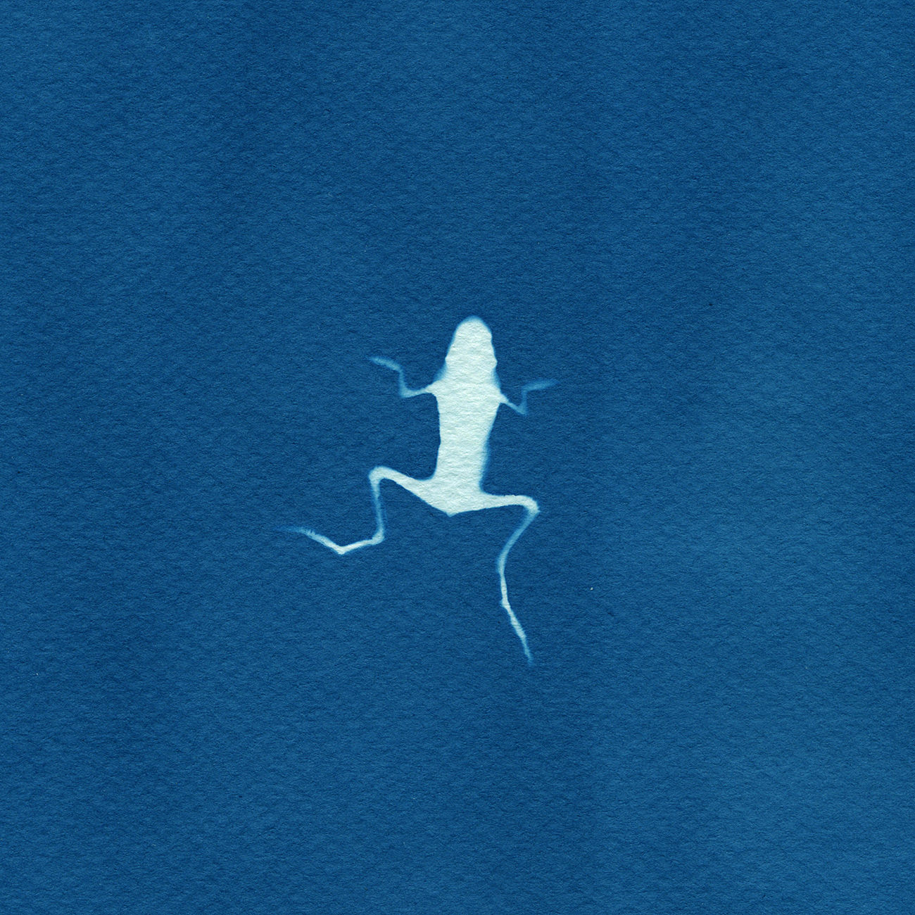 Frog , 2011 Cyanotype, 5 x 5in Roadkill Cyanotypes, Amanda Arcuri