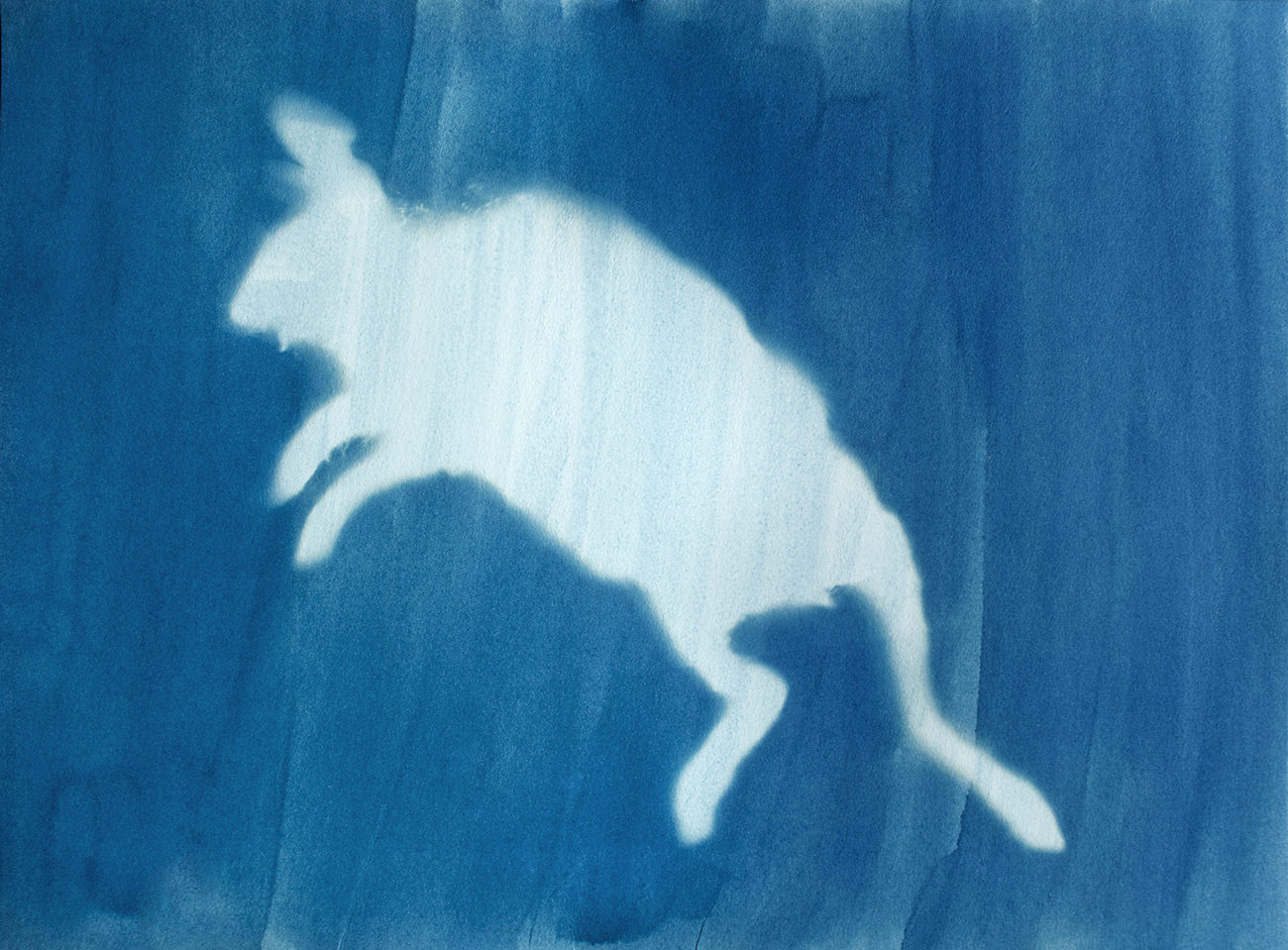 Rabbit , 2012 Cyanotype, 24 x 19in Roadkill Cyanotypes, Amanda Arcuri