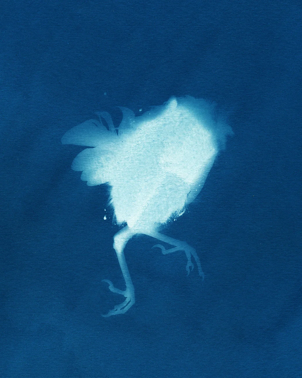 Headless Bird, 2012 Cyanotype, 8 x 10in Roadkill Cyanotypes, Amanda Arcuri