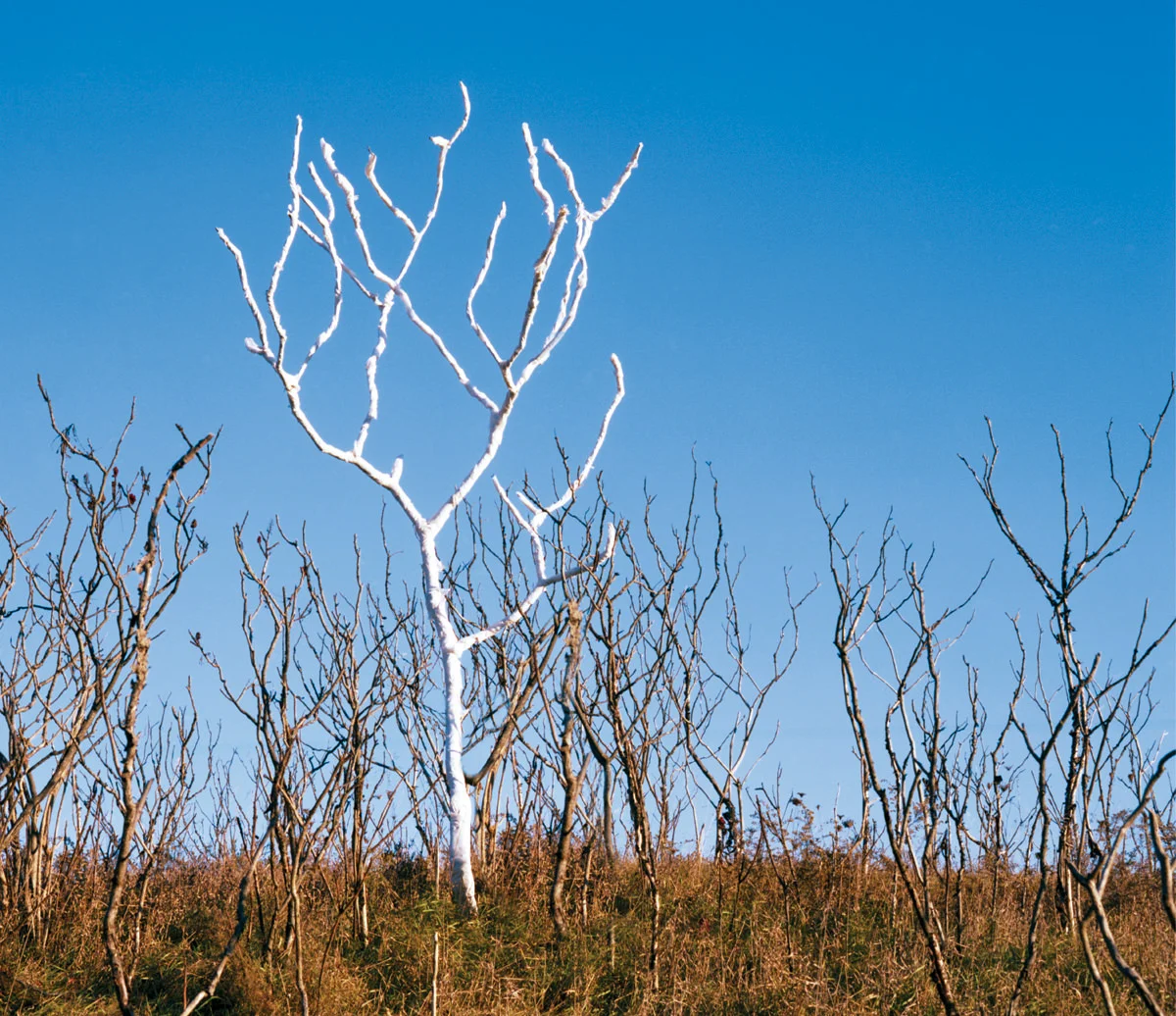 Paper Tree 02 , 2008 Chromogenic Print, 20 x 18in (ed. 10) Paper Tree, Amanda Arcuri