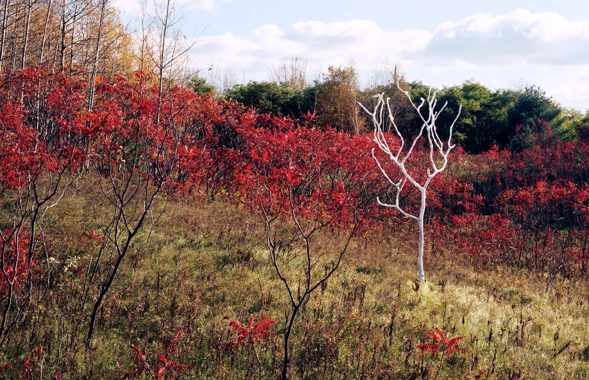 Paper Tree 03 , 2008 Chromogenic Print, 27.5 x 18in (ed. 10) Paper Tree, Amanda Arcuri