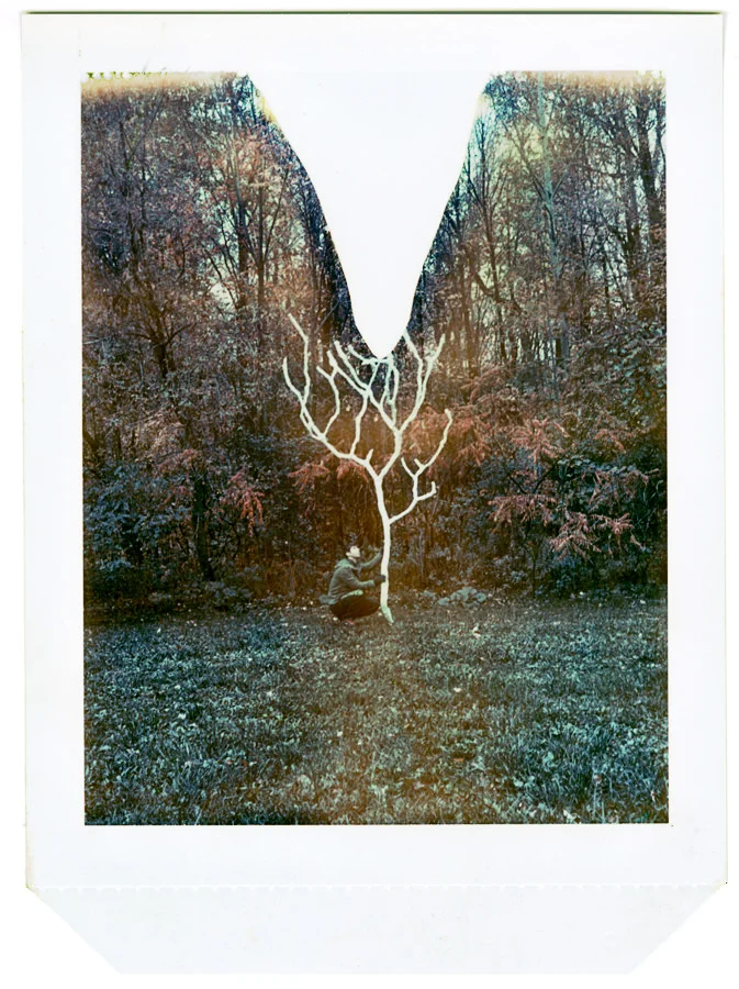 Test Polaroid 01 , 2008 Polaroid, 4 x 5 in Paper Tree, Amanda Arcuri