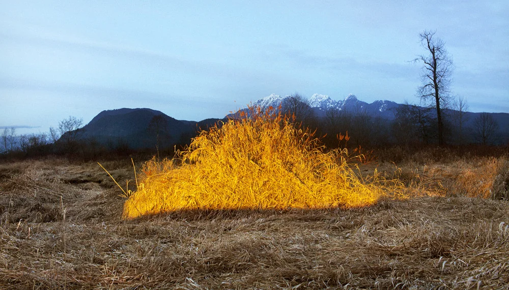 Light Bush , 2014 Chromogenic Print, 26 x 15in (ed. 15) Amanda Arcuri