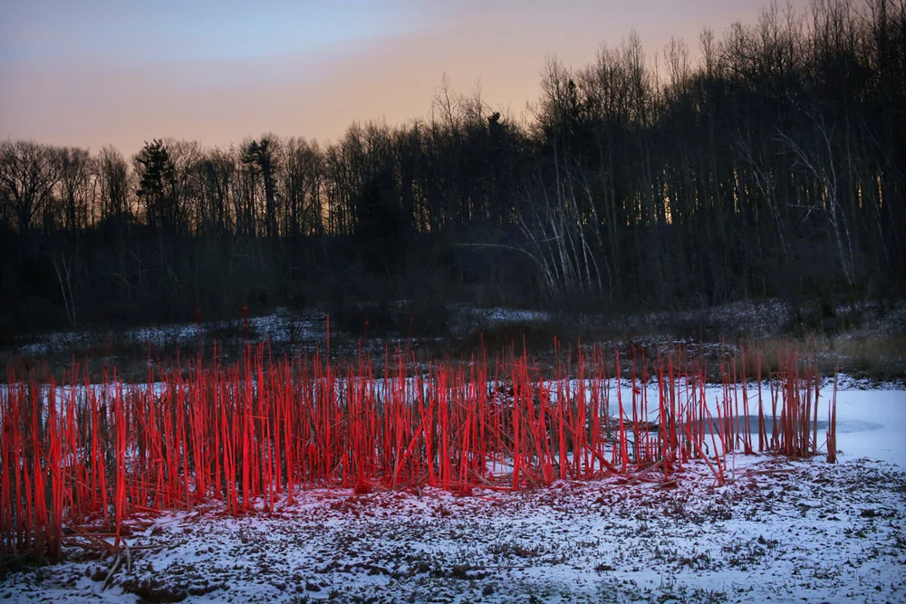 Red Rushes , 2015 Chromogenic Print, 23 x 15in (ed. 15) Amanda Arcuri