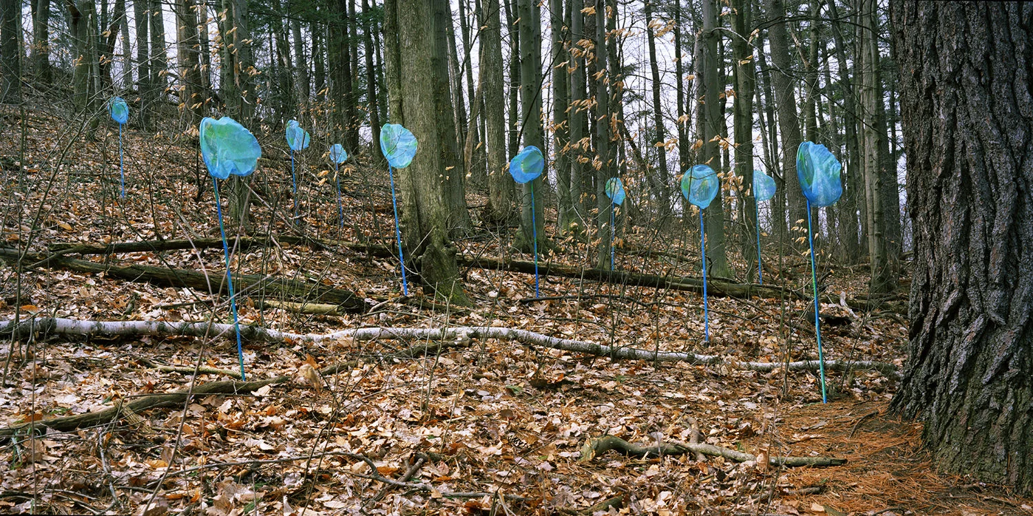 Untitled (Catchers) , 2007 Chromogenic Print, 40 x 20in (ed. 10) Forest, Amanda Arcuri