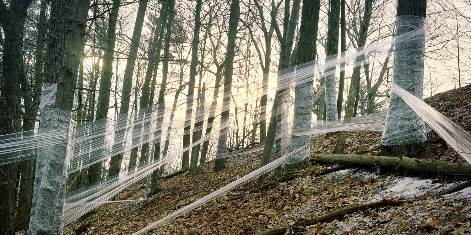Untitled (Saran Wrap) , 2007 Chromogenic Print, 40 x 20in (ed. 10) Forest, Amanda Arcuri