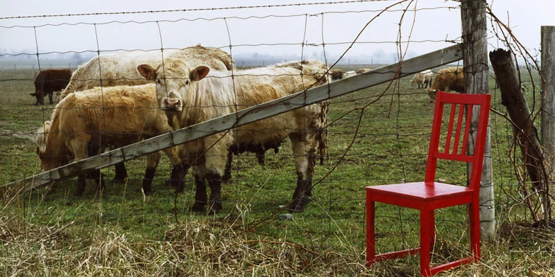 Cows, 2006 Traditional Chromogenic Print, 13 x 6in (ed. 15) Red Chair, Amanda Arcuri