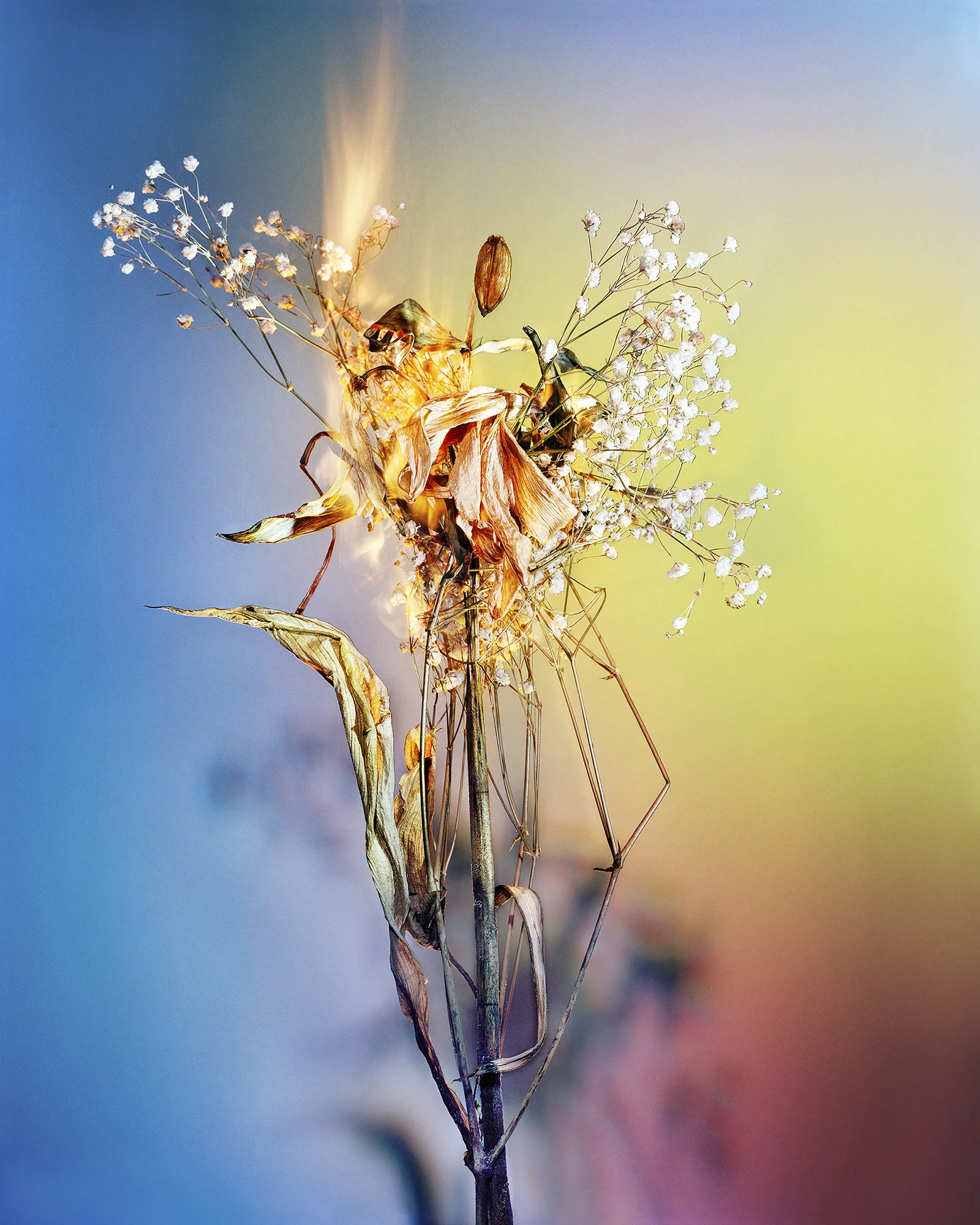 A Shot in the Dark 01, 2019 Chromogenic Print, 40 x 50in (ed. 10) A Shot in the Dark, Amanda Arcuri
