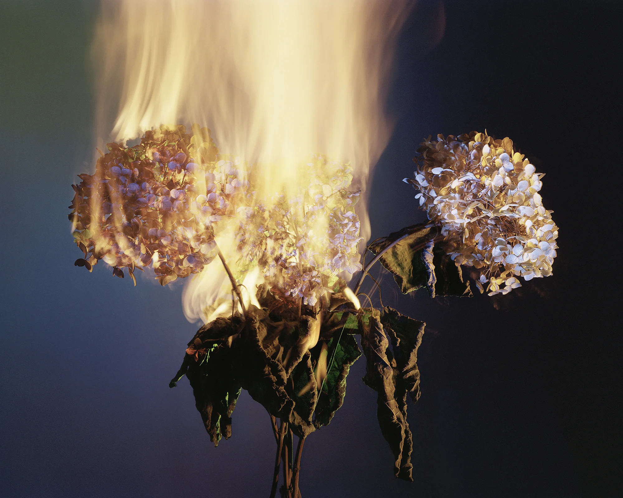 A Shot in the Dark 09, 2019 Chromogenic Print, 40 x 50in (ed. 10) A Shot in the Dark, Amanda Arcuri