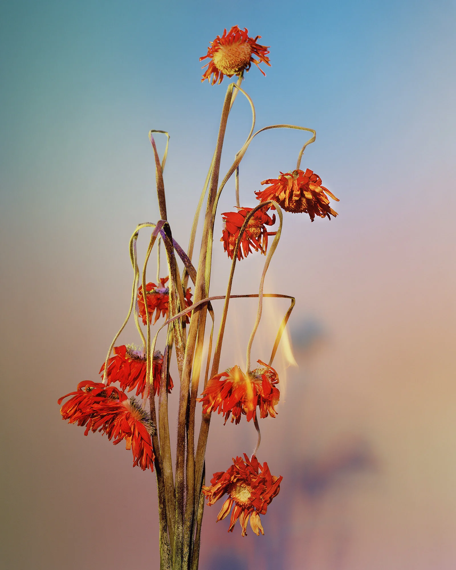 A Shot in the Dark 10, 2019 Chromogenic Print, 40 x 50in (ed. 10) A Shot in the Dark, Amanda Arcuri