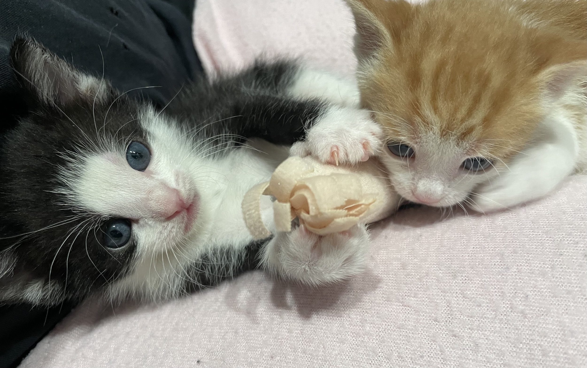 CATS Bridge To Rescue  Cat & Kitten Pet Adoptions