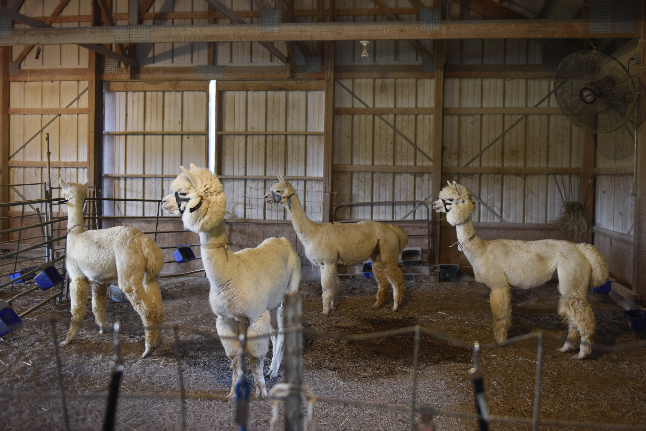 Alpacas stare into the pastures during the 11th annual National Alpaca Farm Day on Saturday, September 23, 2017 at Binder's Hilltop Apple and Berry Farm. The alpacas had spent the morning socializing with children as volunteers from MU's College of