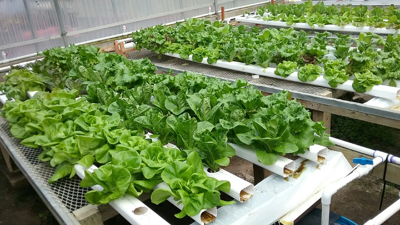 Towards the end of our first set. 10 or so days before harvest.