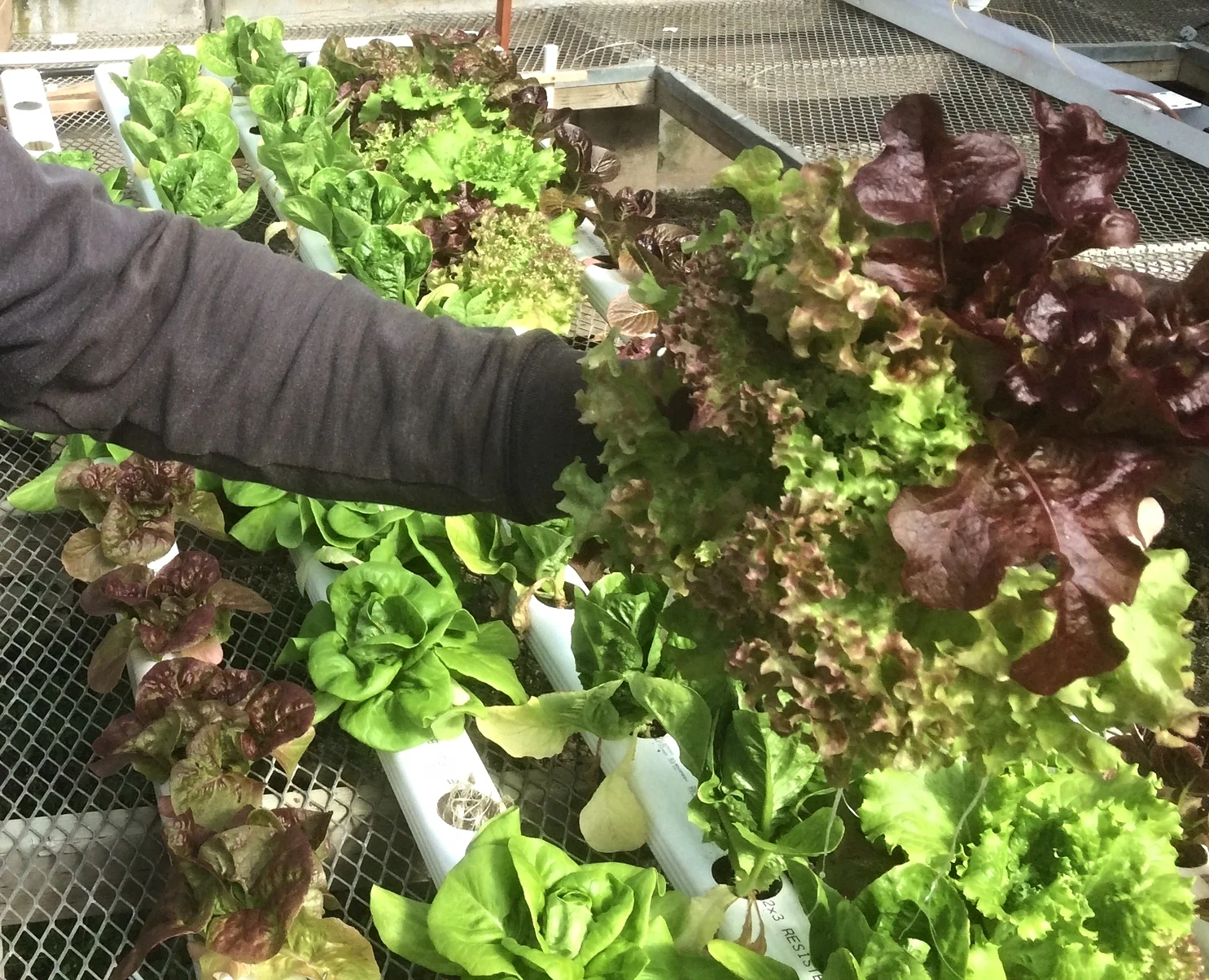 This is our triple sow blend of lettuce on a not so great media. Stoked for what it will turn out like in the 'coco'