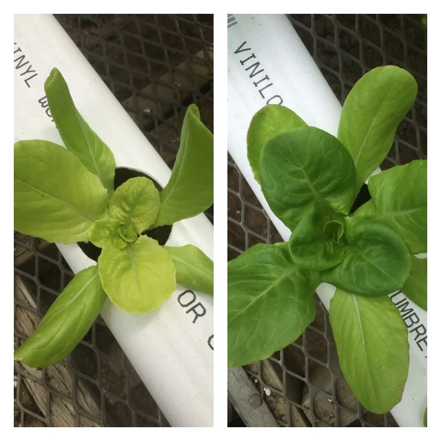 Above shows the progress of +/- 7 days of the color difference. Really these plance were not taking in the nutrients due to simply overwatering.
