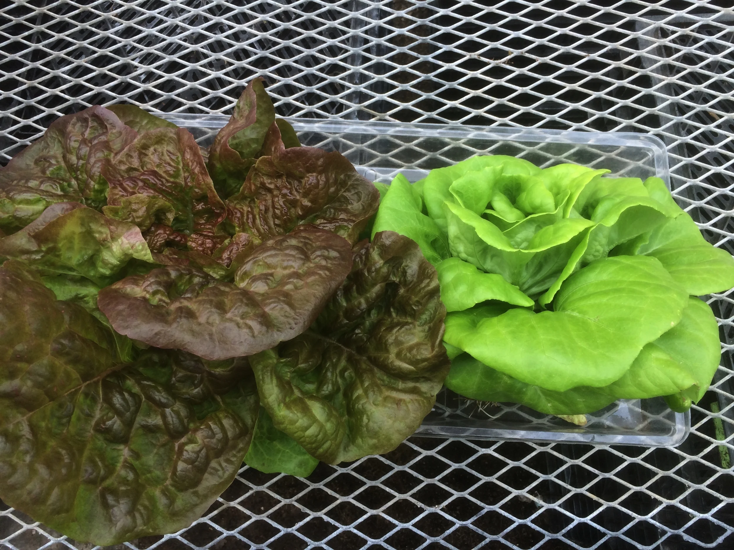 Buttercrunch varieties above!