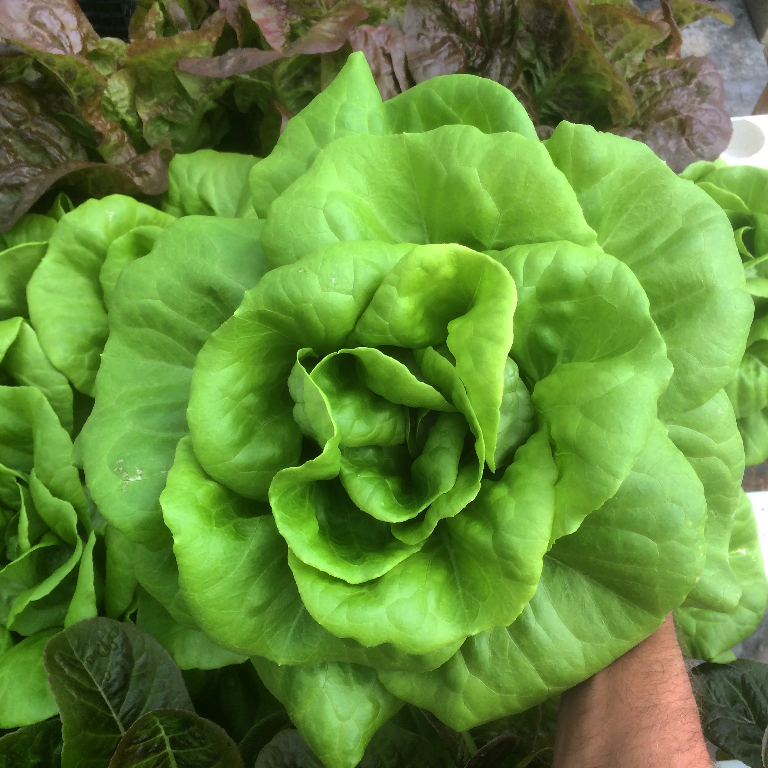 'Rex' Variety above