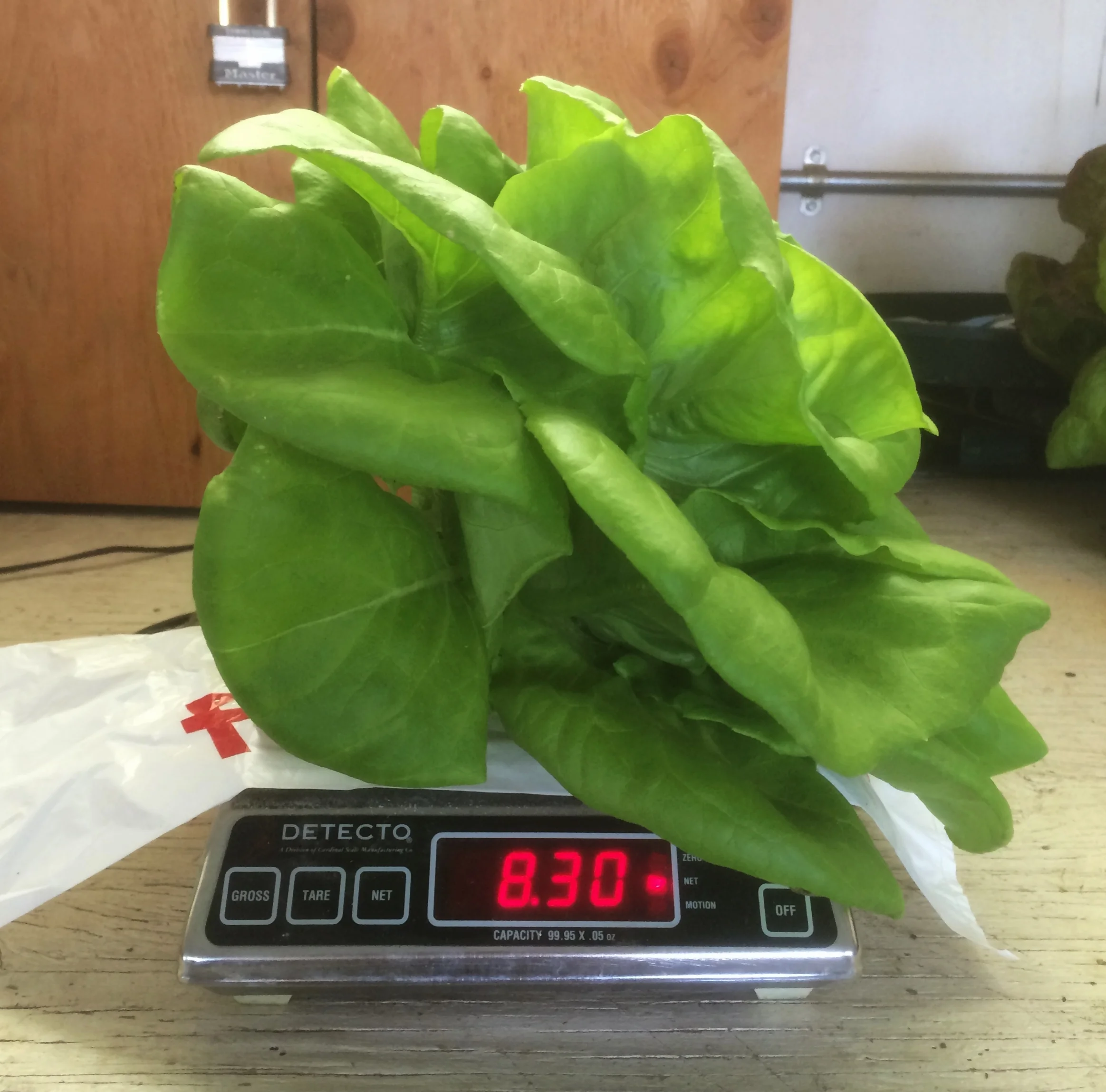 Stoked on the weight for 'Rex' this is the standard we are shooting for! 8.3 OZ!