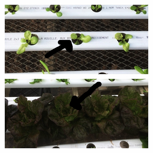 Above look at where the arrow is. That is the same plant from 6/9-7/6 about 28 days or so of difference. Buttercrunch 'Alkindus'