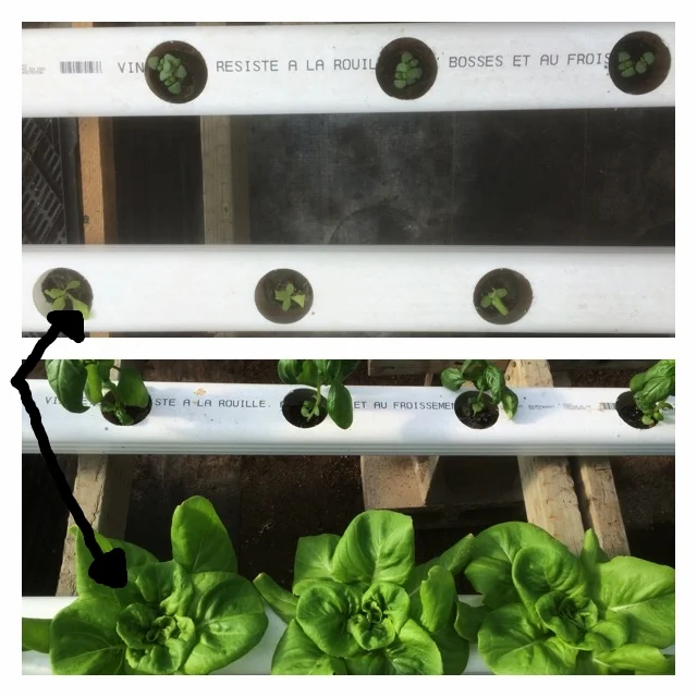 Above the arrows point to Rex 'Buttercrunch' Top JUNE 24th BOTTOM July 14 2016