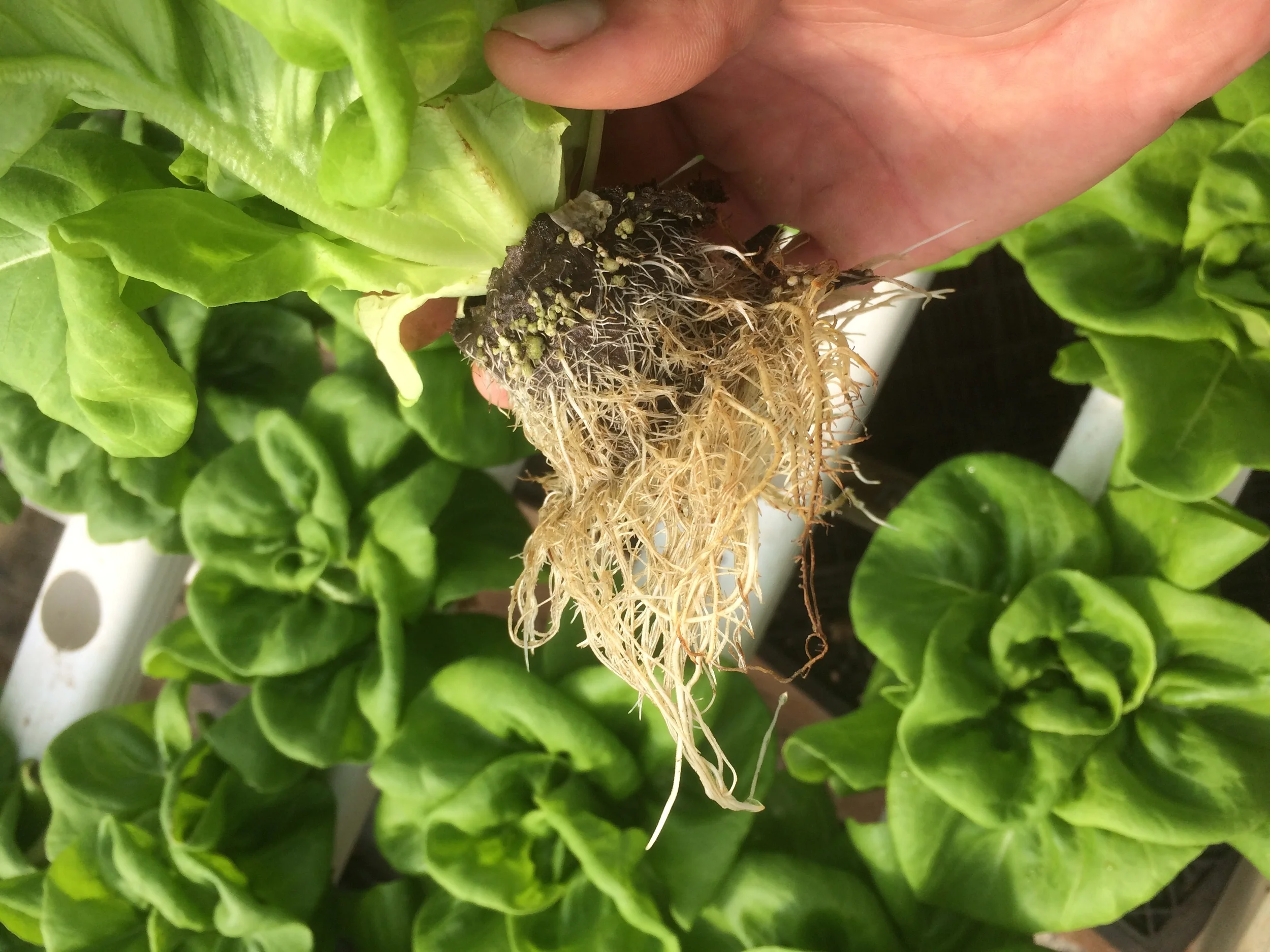 NO FILTER!! Stoked on the Organic roots in the elle pot!