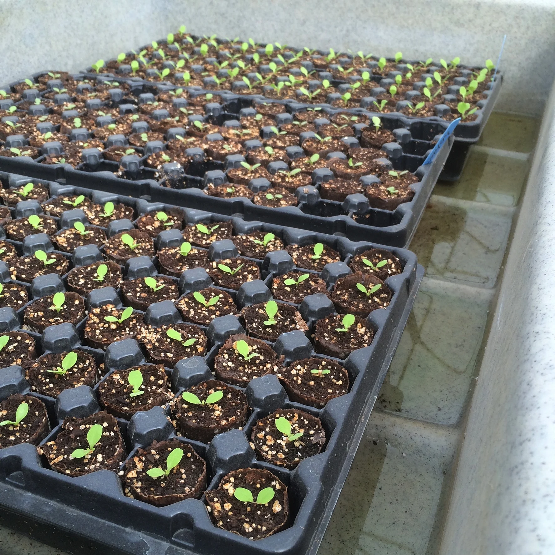 YES! We are doing Organic lettuce. GOing with the Elle pot. Wish us luck!