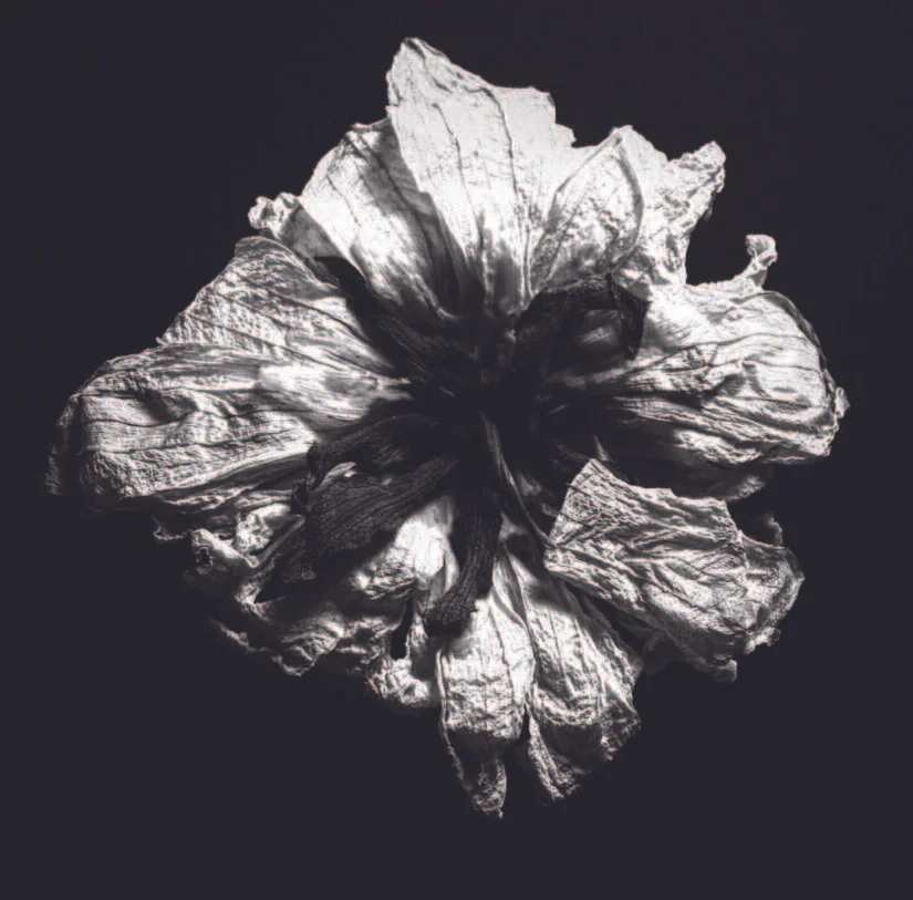 flower.jpg