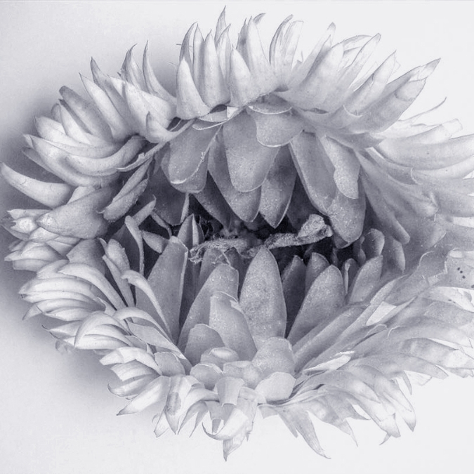 Flower copy.jpg