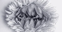 into-the-dark-jan-2018-flower-cover.jpg