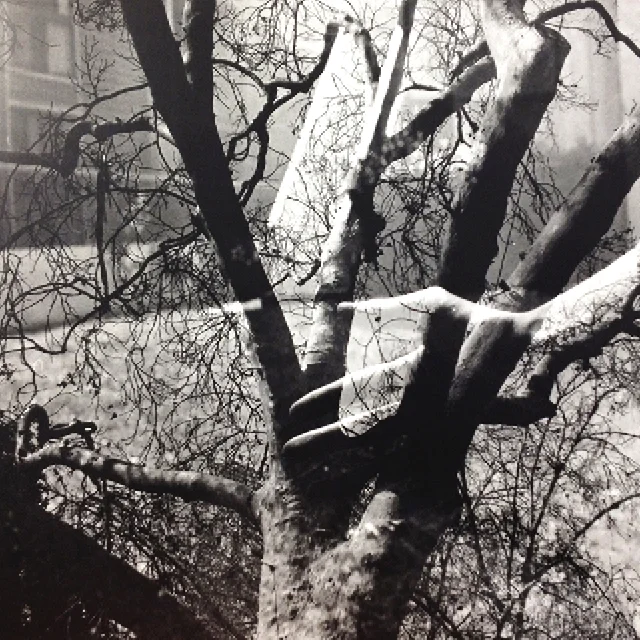 course-image_tree_crop copy.jpg