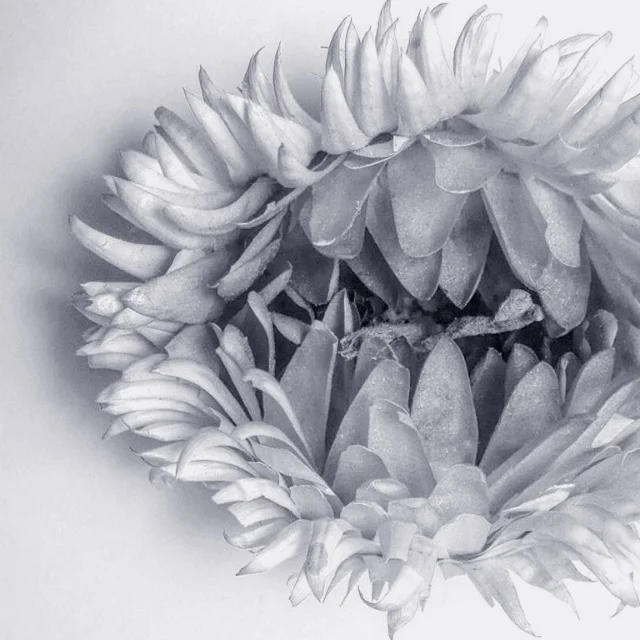 course-image_flower-1.jpg
