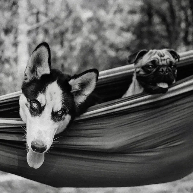 course-image_dogsx2.jpg