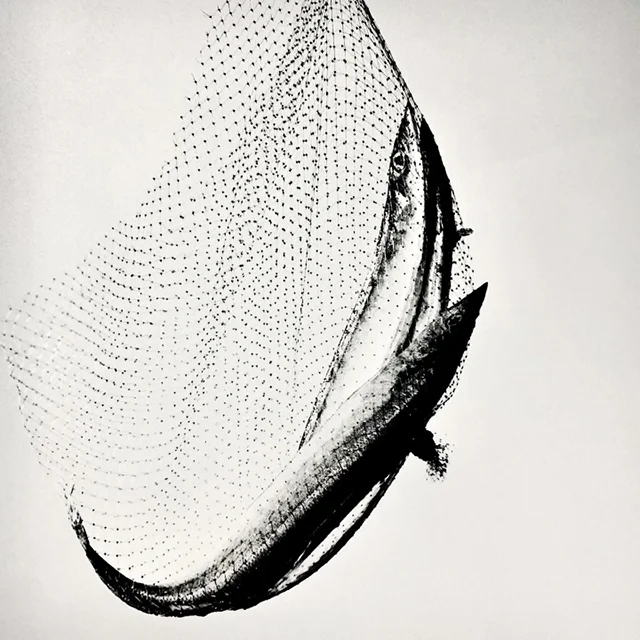 course-image_fish-net.jpg